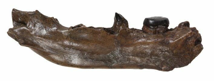 Partial Didelphodon Jaw - Cretaceous Marsupial Mammal #54911